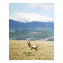 Antílope de Pronghorn para fora ocidental Fotos