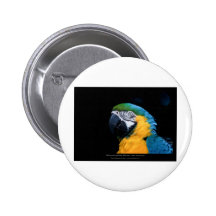 Ararauna do Ara - Macaw Azul-e-amarelo 01 Boton