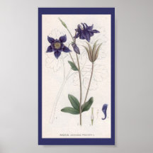 Arte-aquilegia-vulgar botânico do vintage pôsteres