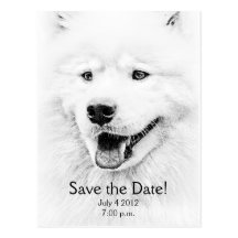 Arte bonita do cão do Samoyed Cartão Postal
