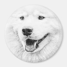 Arte bonita do cão do Samoyed Imã
