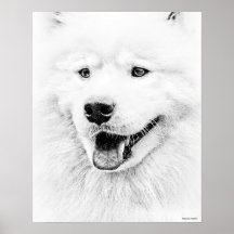 Arte bonita do cão do Samoyed Posters