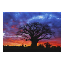 Árvore africana do baobab, digitata do Adansonia,  Impressão De Fotos