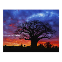 Árvore africana do baobab, digitata do Adansonia,  Cartoes Postais
