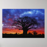Árvore africana do baobab, digitata do Adansonia,  Posteres