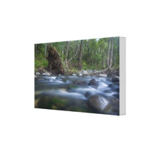 Árvore caída Cedar Creek Queensland Austrália Impressão De Canvas Esticada
