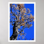 Árvore de Chinaberry Poster
