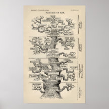 Árvore de Ernst Haeckel a "de vida " Posteres
