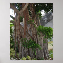 Árvore Gnarled Posters