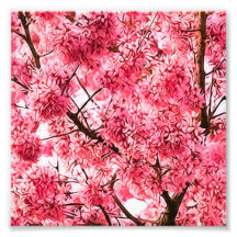Árvore japonesa da flor de cerejeira (2013) arte de fotos