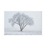 Árvore nevoenta do inverno impressão de canvas envolvida