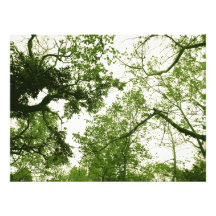 árvores impressão fotográficas