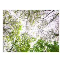 árvores foto arte