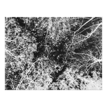 árvores fotografias