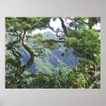 Árvores das montanhas e do Koa de Ko'olau Pôsteres