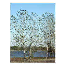 Árvores de Mississippi Cartao Postal
