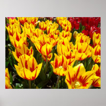 As belas artes do festival da tulipa imprimem tuli pôsteres