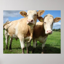 As vacas bonitos de Devon aproximam a fotografia d Posters