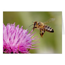 Aterragem da abelha em uma flor do cardo de leite cartões