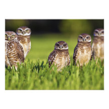 Athene Burrowing Cunicularia de 5 corujas Convite Personalizado