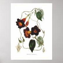 Atropurpurea do Dipladenia Posters