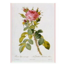 Aumentou o impressão botânico - "Rosa Bifera" por  Cartão Postal