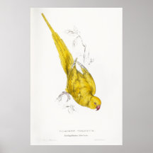 Aumentou o Parrakeet rodeado - Edward Lear Posters