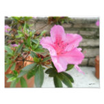 Azáleas cor-de-rosa 1 foto