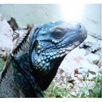 Esta iguana azul o lagarto o mais raro dos mundos e esp cie em vias de 