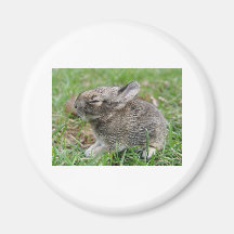 babybun imãs de refrigerador