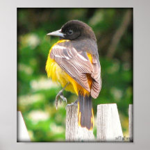 Baltimore Oriole fêmea/impressão