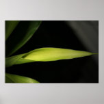 Bambu iluminado pôsteres