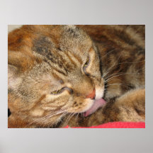banho do gato impressão