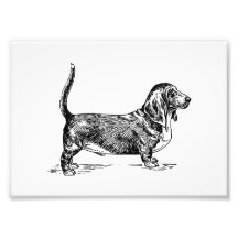 Basset Hound Artes De Fotos