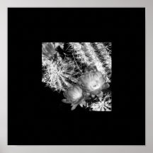 Beira preta de florescência do cacto de B&W Poster
