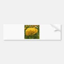 Beleza amarela das naturezas adesivos