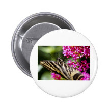 Beleza das naturezas botons