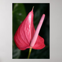 beleza simples impressão