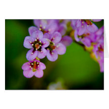 Bergenia • Cartão