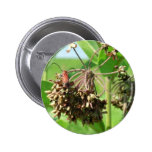 Besouro vermelho na flor comum do Milkweed Botons