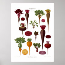 Beterrabas Posters