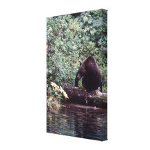 Bichos - ursos - urso de Salmon River Impressão Em Canvas