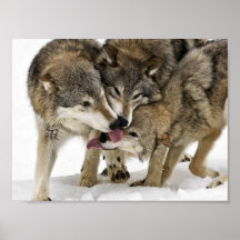 Bloco dos lobos poster