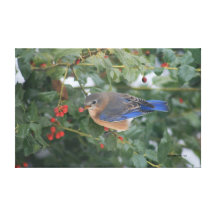 Bluebird & bagas impressão de canvas envolvida