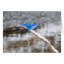 Bluebird bonito cartão