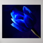 bluetulip pôsteres