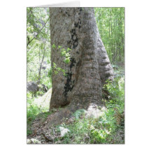 Bole Twisty de Redgum, Porongurup Cartoes