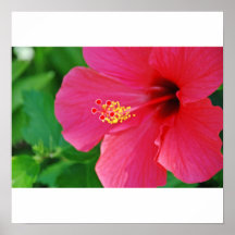 Bonito no rosa impressão