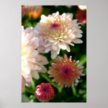 Bonito no rosa poster