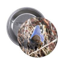 Borboleta azul comum botons